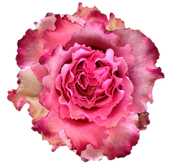 Wild Esperance Medium Pink Roses in bulk for weddings and events. Ruffled garden-style petals add texture and elegance to bouquets and centerpieces.