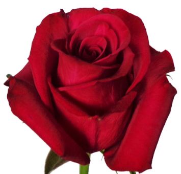 Roseberry dark pink roses bring romantic depth to weddings and events, perfect for elegant centerpieces and floral gifts.