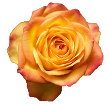 Fiction Yellow Bicolor Rose with vibrant yellow petals and coral-pink edges, perfect for weddings, birthdays, and cheerful floral arrangements.