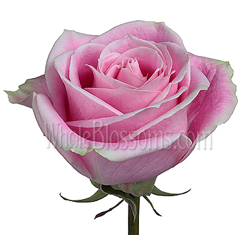 Soft Rosita Vendela light pink rose exudes elegance for weddings, romantic gifts, and graceful floral arrangements.