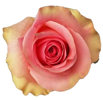 Saga biological roses in creamy white, ideal for organic weddings, elegant gifts, and premium floral displays.