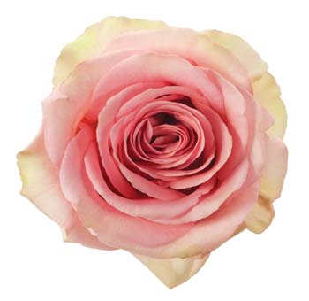 Close-up of the Saga Pink Rose with soft pink petals and a subtle cream bicolor effect.