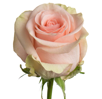 Close-up of Salma Light Pink Rose in full bloom, featuring peachy-pink petals with green-tipped edges.