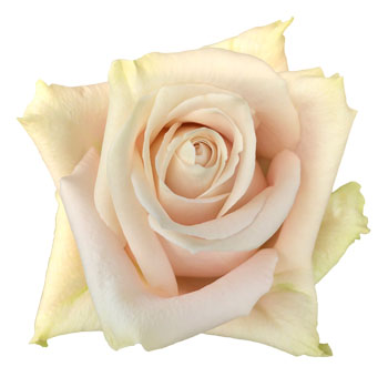Sandy roses in warm neutral tones suit rustic wedding palettes and modern floral gifts with refined, fresh cut elegance.