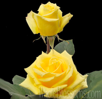 Santa Fe yellow roses for cheerful elegance, ideal for weddings, bright gifts, and floral styling.