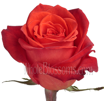 Vibrant Santana orange roses bring warmth and energy, perfect for autumn weddings, bold gifts, or festive events.
