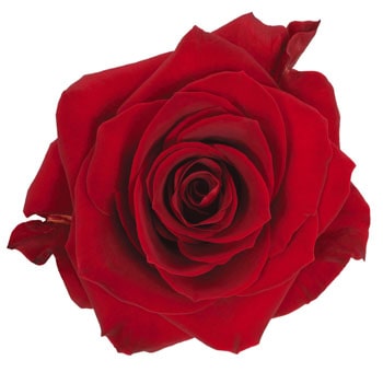 Red Scarlatta Biological Roses with rich scarlet petals and velvety texture, perfect for weddings, Valentine’s Day, and elegant floral designs.