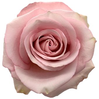 Secret Garden roses evoke vintage romance with soft blush tones, ideal for bridal florals, gifts, and garden-style events.