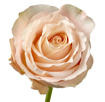 Close-up of a Servilla Peach Rose, showcasing its delicate peach and cream-toned petals.