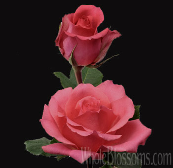 Shocking Versilia hot pink roses with vivid tones for bold wedding designs, premium events, and wholesale flower needs.