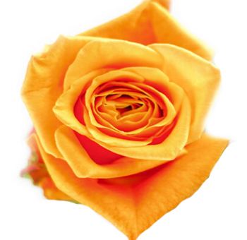 Showbiz orange roses add star-worthy brilliance to weddings, fresh cut arrangements, and event-ready floral décor.