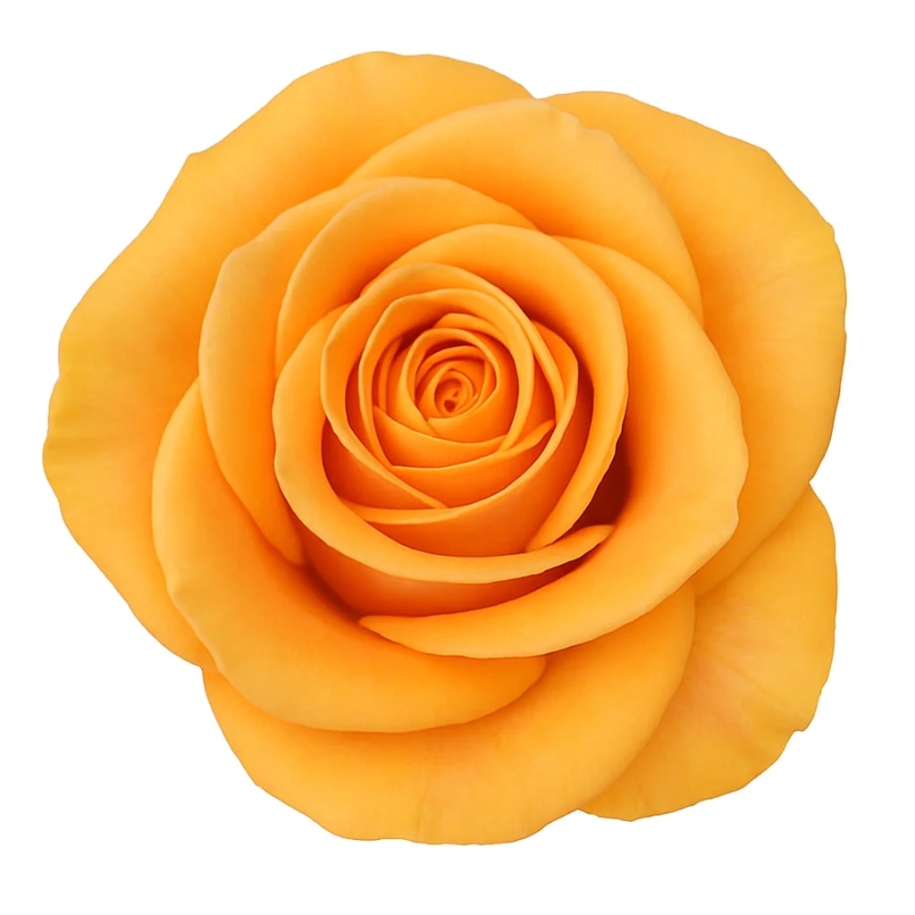 Elegant Shukrani Peach Rose ideal for bridal bouquets, affordable premium wedding flowers and special occasions.