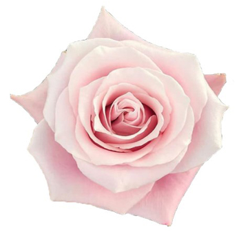 A close-up of the Shy Pink Rose with delicate, pastel pink petals in a perfect spiral shape.