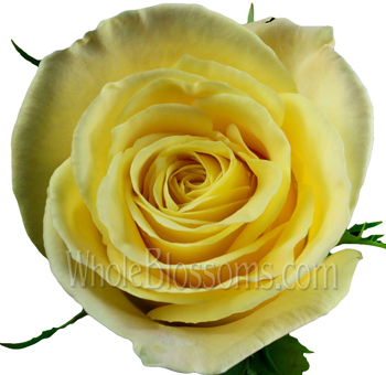 Skyline yellow roses with warm glow, perfect for weddings, floral gifts, and elegant event décor.