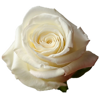 Snowy Jewel white roses shine with frosty elegance, perfect for luxurious weddings, events, and winter-themed floral décor.