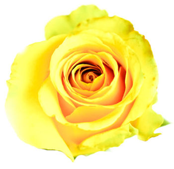 Sol yellow roses bring sunshine to any moment, perfect for joyful weddings, floral centerpieces, or summer-inspired events.