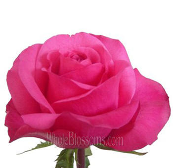 Solitaire dark pink roses with rich tone, perfect for weddings, gifts, and floral centerpieces.