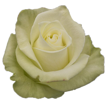 Sonata white roses sing of timeless elegance, ideal for wedding bouquets, luxury arrangements, and romantic floral styling.