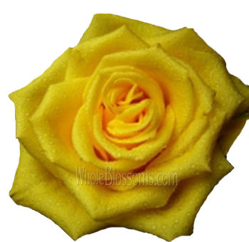 Bright Sonrisa yellow roses radiate joy, perfect for summer weddings, cheerful gifts, or floral centerpieces.