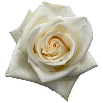 Cream Rose - Soul with pristine cream petals and velvety texture, perfect for weddings, anniversaries, and elegant floral arrangements.
