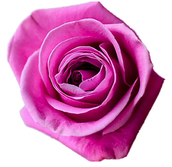 Soulmate lavender roses capture soft romance and devotion, ideal for wedding florals, anniversary gifts, and premium events.