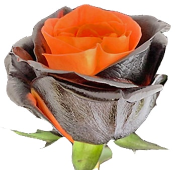 Black and orange bi-color rose from Whole Blossoms, perfect for Halloween weddings, fall events, and gothic floral designs. Available in bulk.