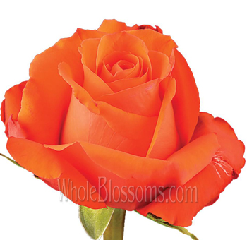 Vibrant Star 2000 dark orange rose with velvety petals, perfect for weddings, autumn events, and elegant floral styling.