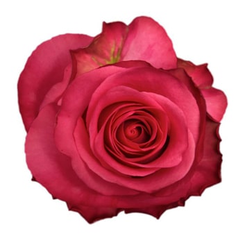 Hot Pink Roses - Stileto with velvety petals and a vibrant pink hue, perfect for weddings, romantic occasions, and elegant floral designs.