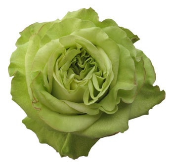 Super Green roses offer unique freshness for garden-inspired weddings, eco-chic events, and distinctive flower arrangements.