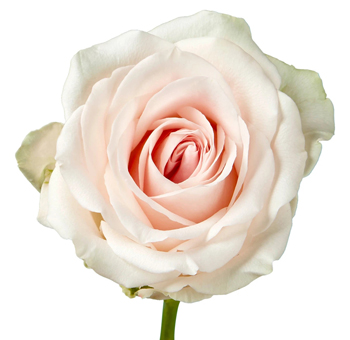 Close-up of Suspiro Light Pink Rose in full bloom, showcasing soft blush petals with a creamy ivory base.