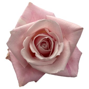 Sweet Eskimo light pink roses deliver soft elegance for romantic weddings, baby showers, or feminine floral styling.