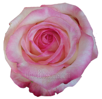Order bulk Sweet Fragrance roses at wholesale pricing. Ideal for romantic weddings, floral designers, and event planners seeking premium, fragrant blooms.
