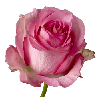 A close-up of the Sweet Memory Rose, featuring delicate blush pink petals with soft white undertones.