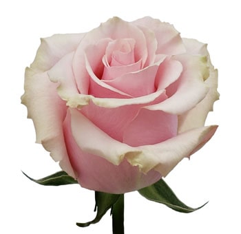 A close-up of the Sweet Mondial Rose, featuring soft blush petals with a creamy gradient.