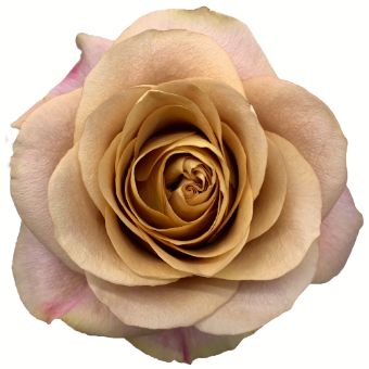 Light Brown Roses