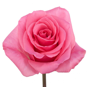 Hot Pink Roses - Tabitha with velvety petals and a soft pink hue, perfect for weddings, romantic occasions, and charming floral designs.