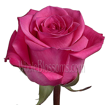 Taiga dark pink roses with vibrant beauty, ideal for weddings, romantic events, and premium arrangements.