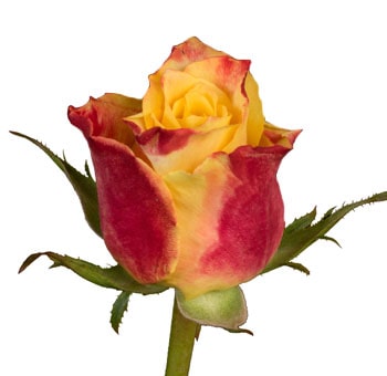 Tamara yellow-pink bicolor roses blend cheerful tones for vibrant wedding florals, upscale events, or spring-inspired gifts.