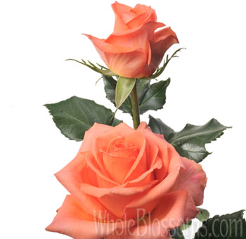 Tantaus Papaya roses with tropical color, ideal for weddings, vibrant events, and premium flower gifts.