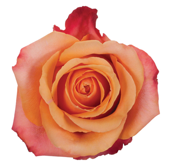 Taxo orange roses ignite bold passion and style, ideal for modern weddings, fiery centerpieces, and standout floral gifts.
