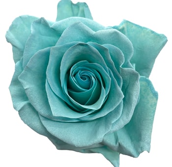 Teal Roses