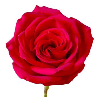 Hot Pink Roses - Tenerife with velvety petals and vibrant pink hues, perfect for weddings, romantic celebrations, and bold floral designs.