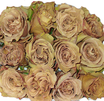 Terra brown rose with earthy romance, perfect for rustic weddings, autumn events, or nature-inspired arrangements.