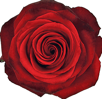 Tinto dark red roses with deep romance, perfect for weddings, premium gifts, and passionate events.