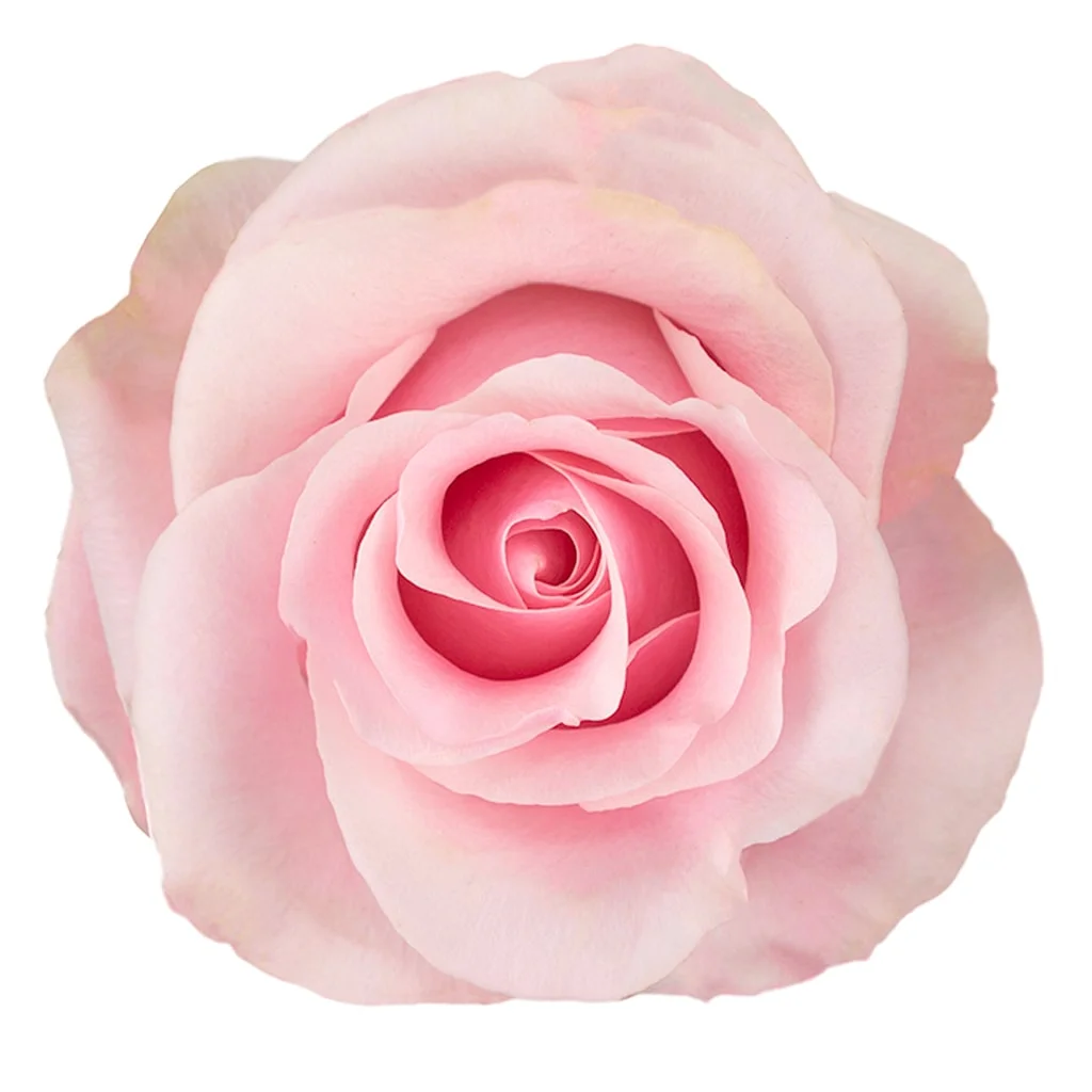 Titanic Light Pink Roses with soft blush petals, perfect for romantic wedding bouquets, centerpieces, and elegant floral designs in bulk.