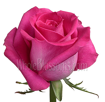 Topaz hot pink roses with glowing color, perfect for brides, premium floral arrangements, and bulk wedding flowers.