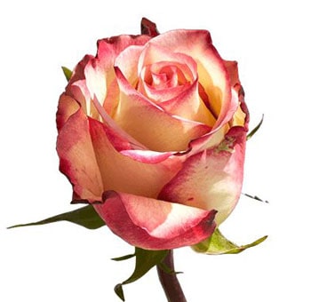 Tormenta Pink Bicolor Biological Roses with creamy yellow petals and pink edges, perfect for weddings, romantic events, and stunning floral arrangements.