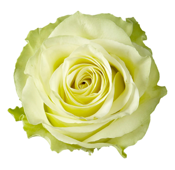 Green Rose - Totem with velvety green petals, ideal for weddings, eco-friendly events, and modern floral designs with a natural elegance.