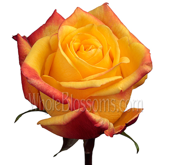 Tressor 2000 yellow roses with gentle tone, ideal for weddings, premium gifts, and romantic styling.