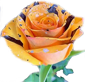 Orange rose with black-tipped petals and white hues, ideal for glamorous weddings and events. Available in bulk from Whole Blossoms.